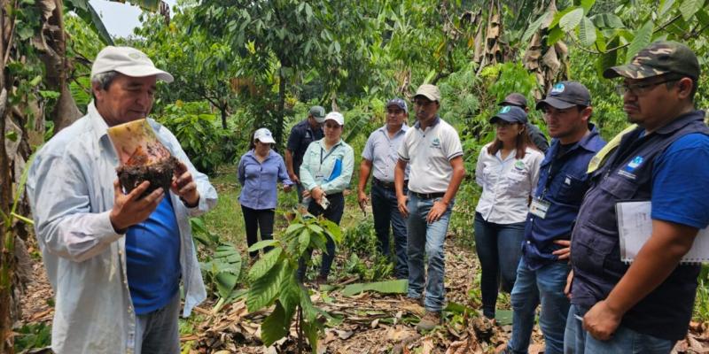 Proceso para la plantación de musáceas (banano y plátano)