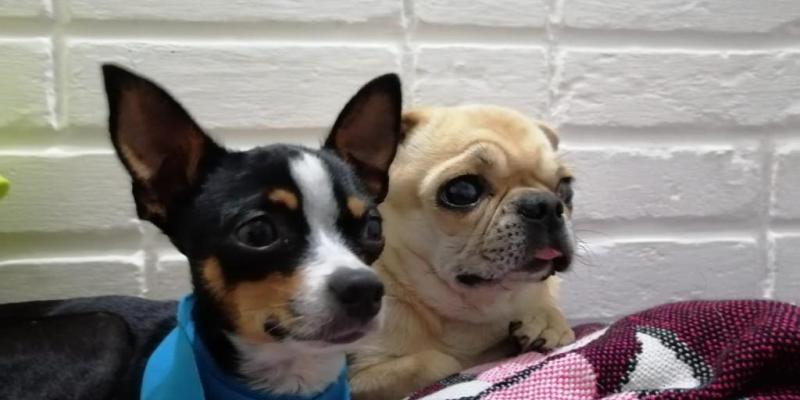 Resguarde a sus mascotas durante los días lluviosos, especialmente en los paseos