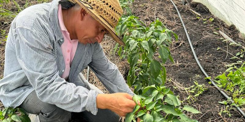 Verifican parcelas de cultivo de chile pimiento y cobanero