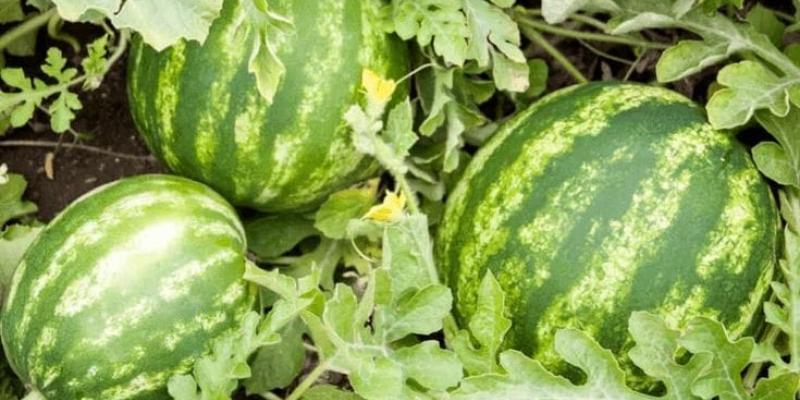 Cultivos de sandía en el país