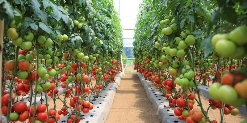 El cultivo de tomate manzano en Guatemala