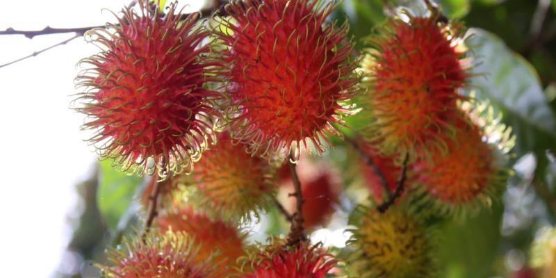 La Licha o Rambután, otro fruto de grandes beneficios para la salud
