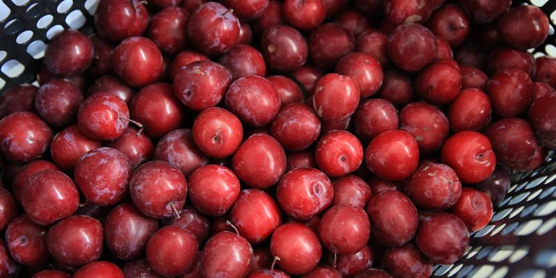 La ciruela es una fruta de clima templado y subtropical