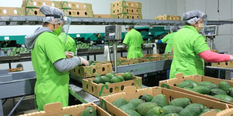 Productores están listos para primeras exportaciones de aguacate a EE. UU.