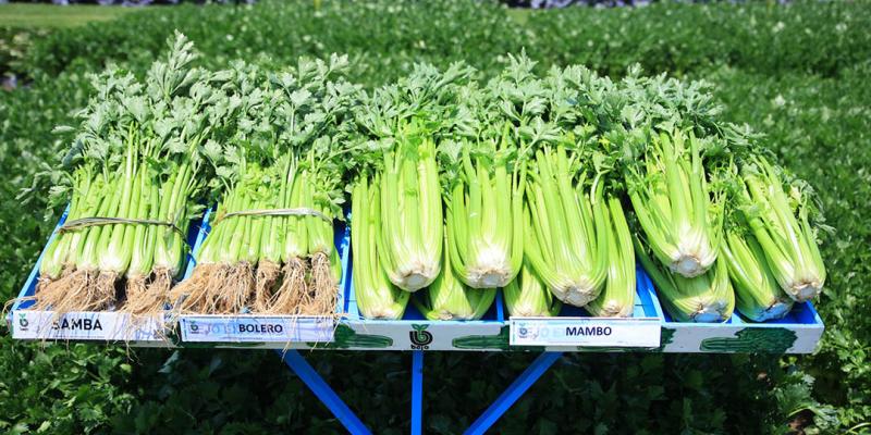Un cultivo de alta demanda: el apio 