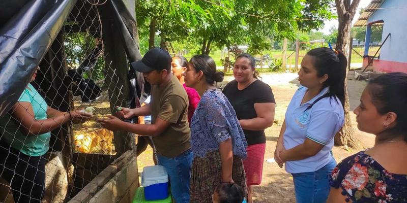 Vacunan a 200 aves en granjas de Poptún, Petén