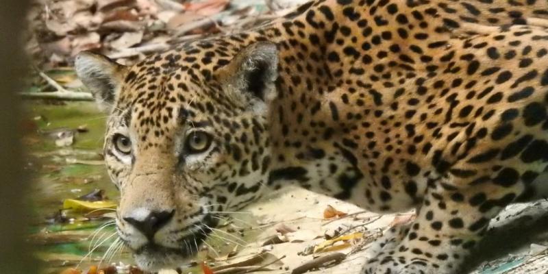 jaguar