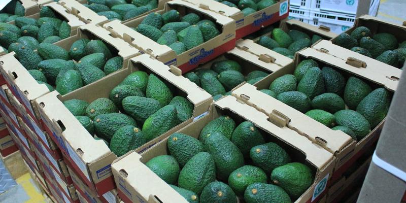 Cumplir las normas y accesibilidad: claves para la exportación de aguacate Hass a EE.UU.