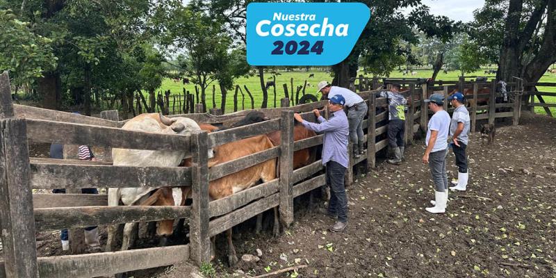 Inspeccionan más de 13 mil animales por acciones de control y prevención del GBG
