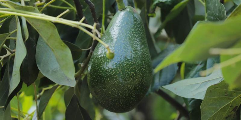 Consumir aguacate es beneficioso para la salud