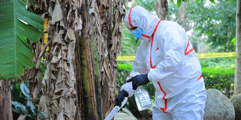 Impulsan fortalecimiento de capacidades para prevenir el Fusarium R4T