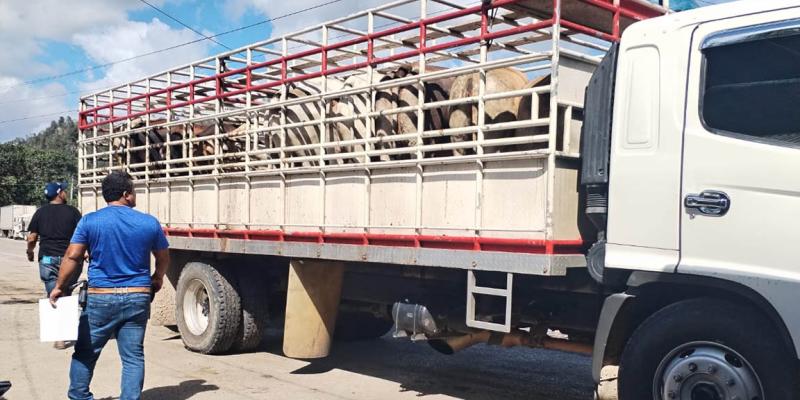 Inspecciones minuciosas en transportes de animales para prevenir el Gusano Barrenador del Ganado