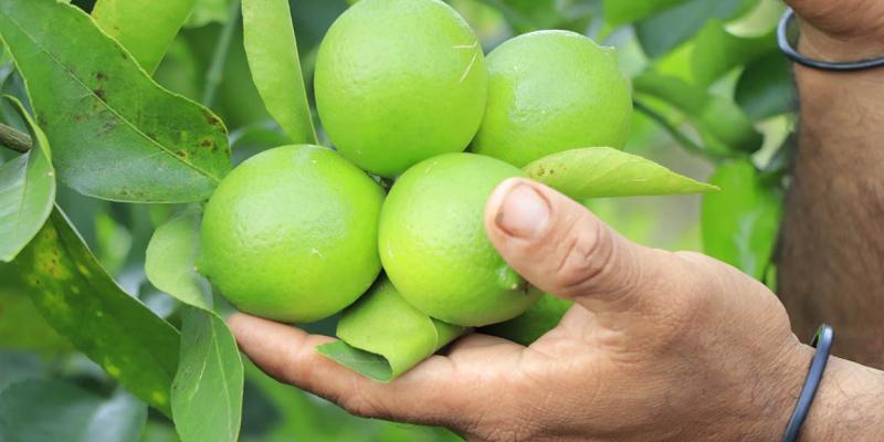No solo para la gripe es bueno consumir el limón 