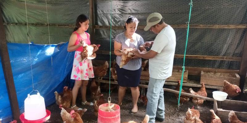 Vacunan aves de postura en Melchor de Mencos
