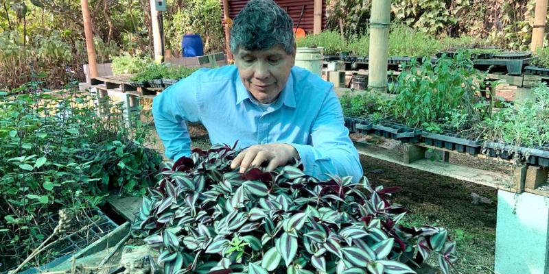 El cultivo de plantas medicinales fortalece la agricultura familiar y la salud comunitaria