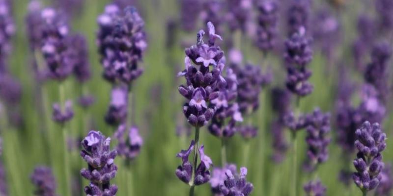En Guatemala se cultiva una planta aromática muy apreciada