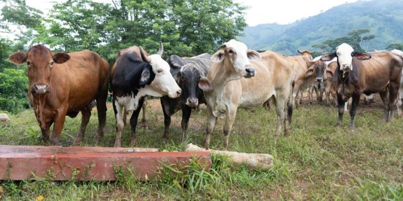 Inspeccionados más de 22 mil animales en puestos de control por el gusano barrenador