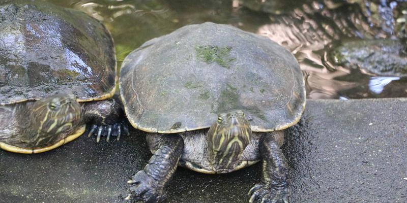 Guatemala es un refugio de las tortugas marinas