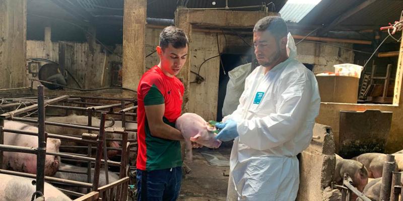 Guatemala mantiene vigilancia de Peste Porcina