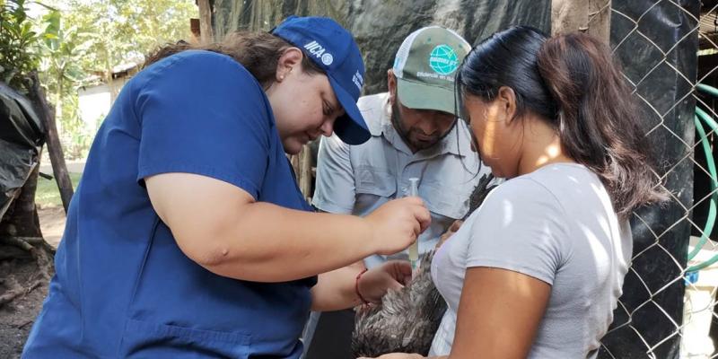 Jornada de vacunación dirigida de aves de traspatio en San José, Petén