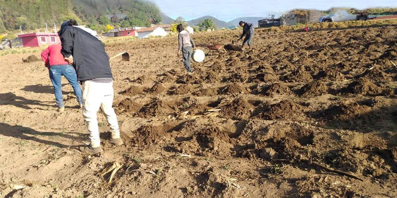 Las buenas prácticas agrícolas mejoraran el rendimiento del maíz ICTA-Altiplano