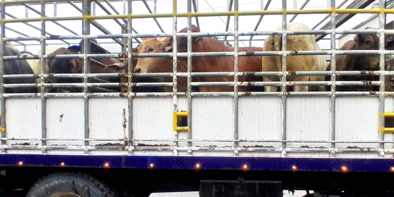 Liberan otros 46.1 millones de moscas estériles para prevenir el Gusano Barrenador del Ganado