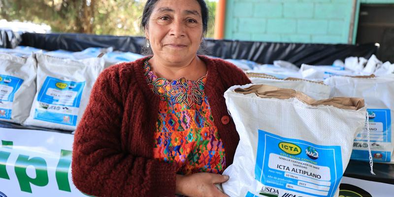 Maíz blanco ICTA-Altiplano tiene un alto potencial de rendimiento