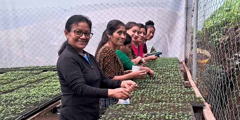 Promoviendo la producción de pilones de hortalizas en Alta Verapaz