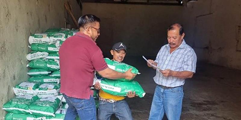 Semilla de maíz fortalecerá producción de Suchitepéquez
