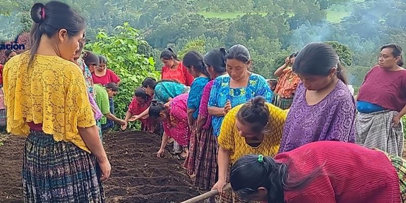 Huertos comunitarios fortalecen seguridad alimentaria en Chisec
