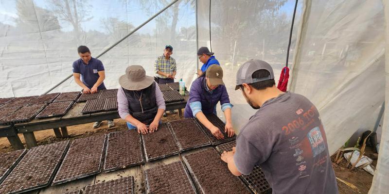 Producirán 18 mil pilones para huertos familiares