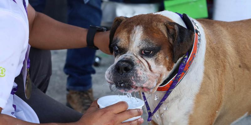 Proteja a sus mascotas durante la época de calor