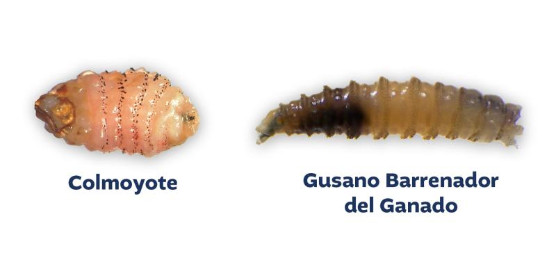 Conozca las diferencias entre el gusano colmoyote y el Gusano Barrenador del Ganado (GBG)