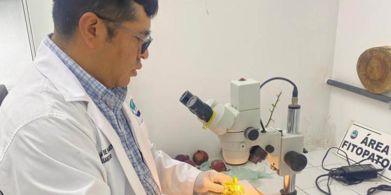 La Sanidad Vegetal la garantizan los diagnósticos de laboratorio 