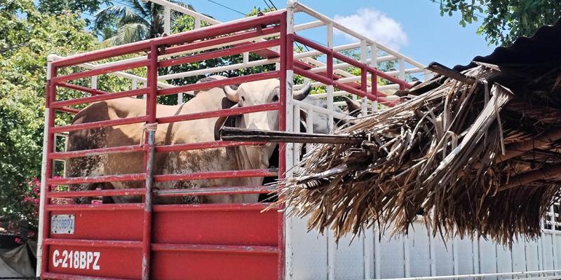Más de 79 animales inspeccionados en puestos de control por Gusano Barrenador del Ganado