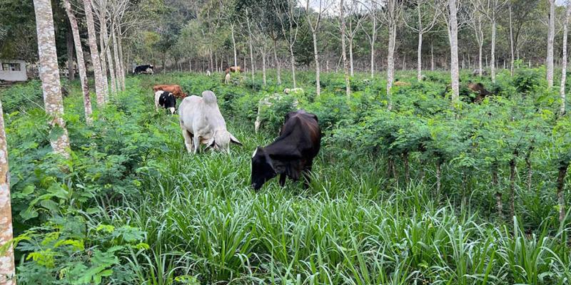 Petén avanza hacia una ganadería sin deforestación
