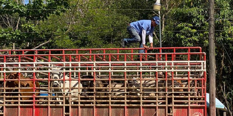 Sube a 86 mil el número de animales inspeccionados ante emergencia del Gusano Barrenador del Ganado