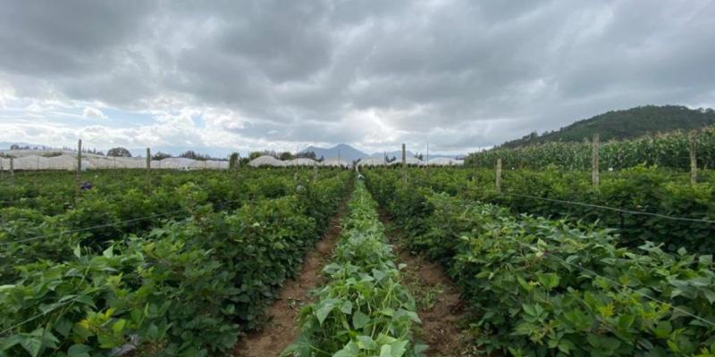 Alerta Agropecuaria por incremento de saturación de suelos en zonas agrícolas