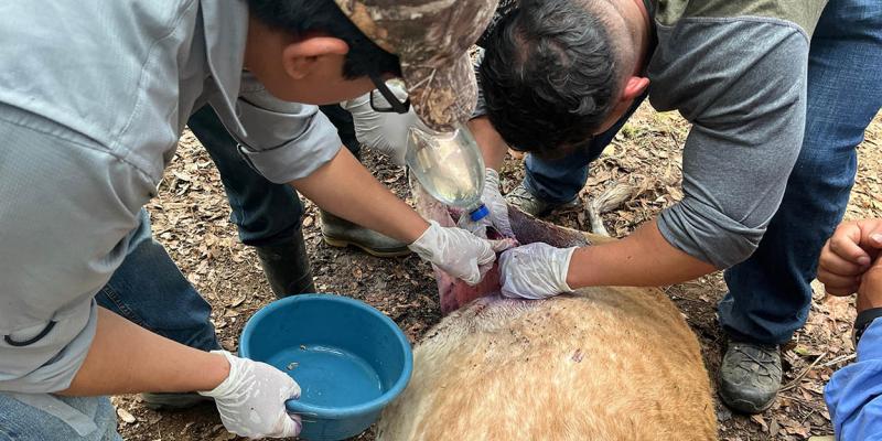 Crean programa para la contención, control y erradicación del Gusano Barrenador del Ganado