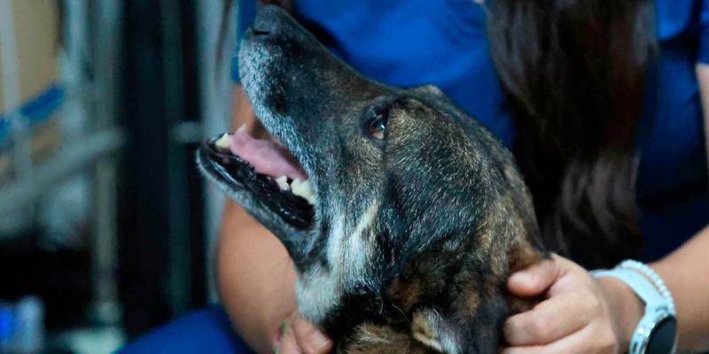 Cuide a sus mascotas en la temporada de lluvias