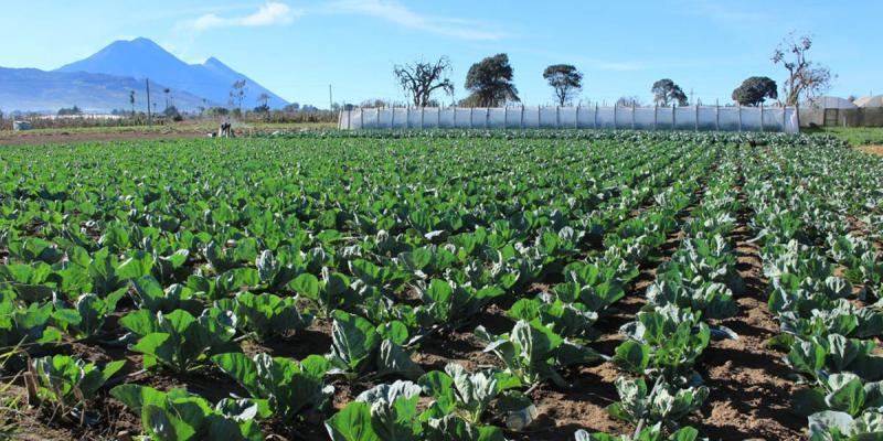 En el Día Mundial del Medio Ambiente: agricultura de la mano con la sostenibilidad ambiental 