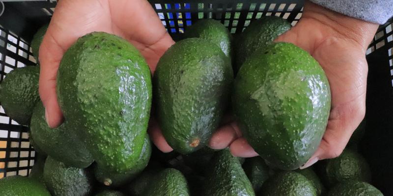 Guatemala avanza para exportar aguacate Hass hacia Argentina