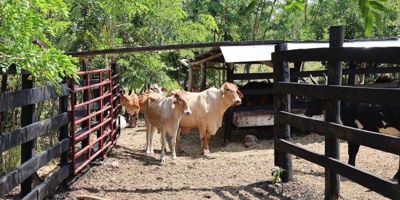 Nuevas fincas peteneras adoptan modelo de ganadería sin deforestación