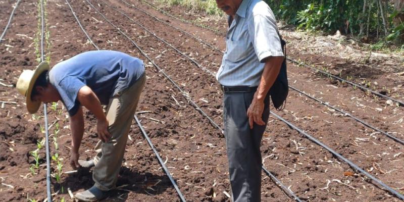 En Retalhuleu cultivan semilla de maíz que optimizará economía familiar