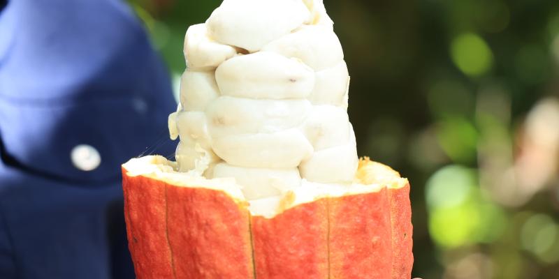 Certifican productos de cacao para exportación