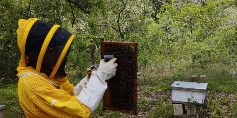 Inician pruebas de tratamiento para el control de varroa en Petén