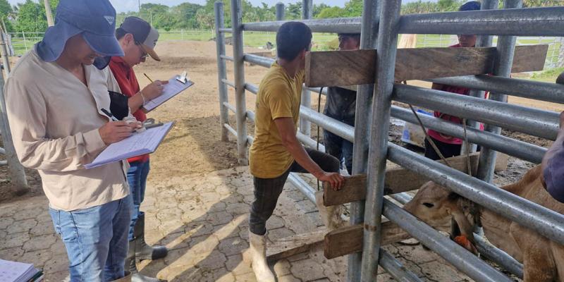 Realizan inspección y peritaje en ganado de raza
