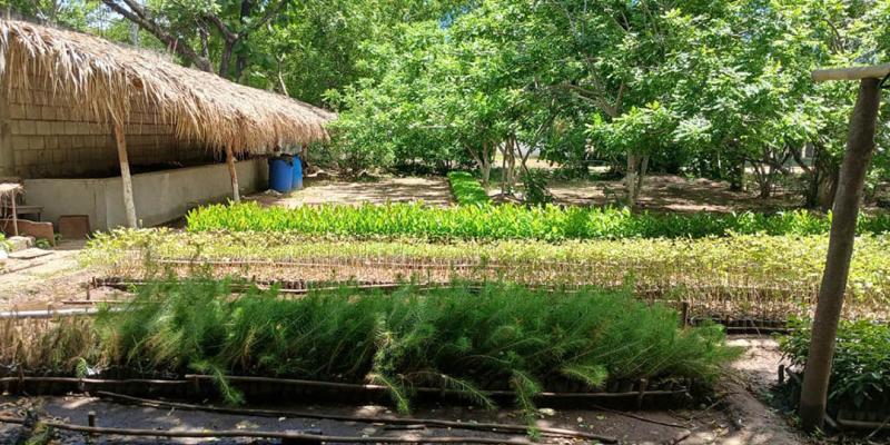 Reforestación impulsa gestión sostenible de los recursos naturales