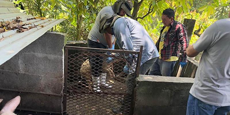 Refuerzan control de enfermedades porcinas en unidades productivas familiares de Escuintla