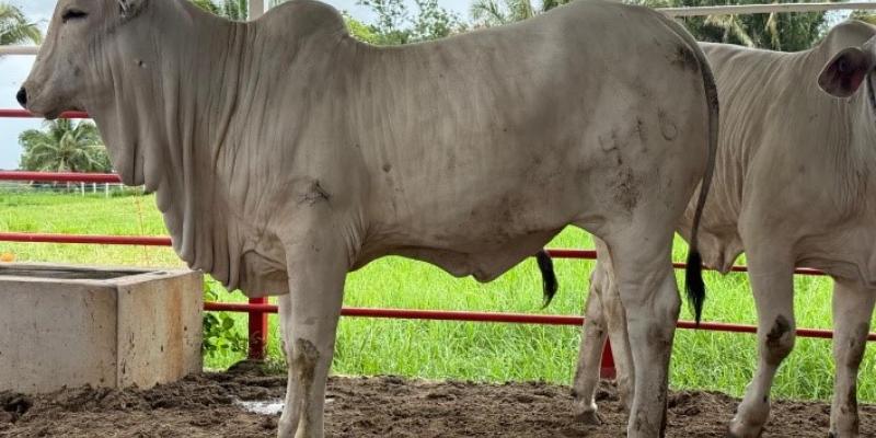 Verifican calidad y pureza genética de ganado en Petén